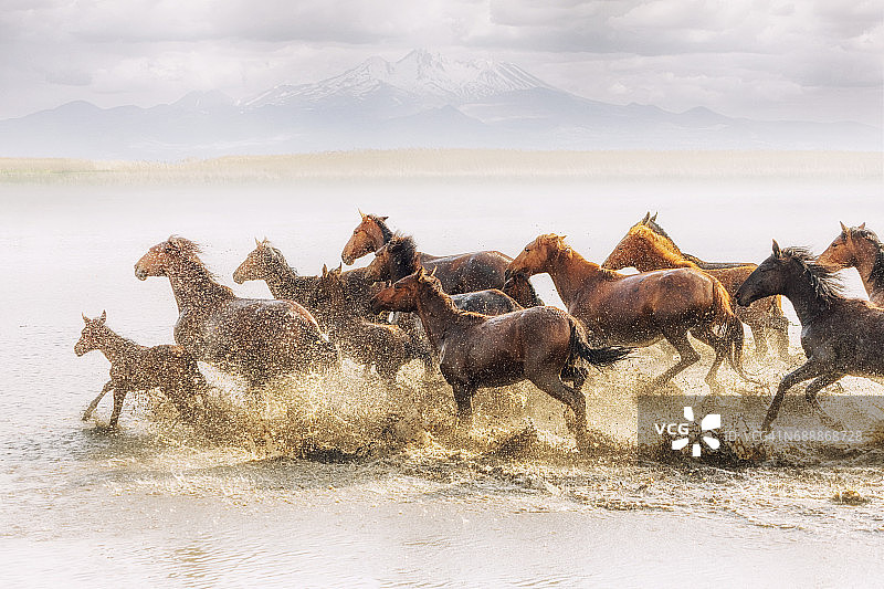 一群在水中奔跑的野马图片素材