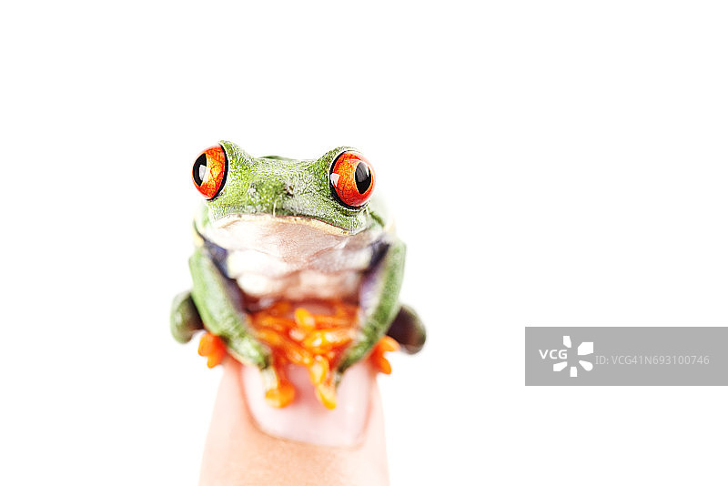 红眼树蛙在手指孤立的白色背景图片素材