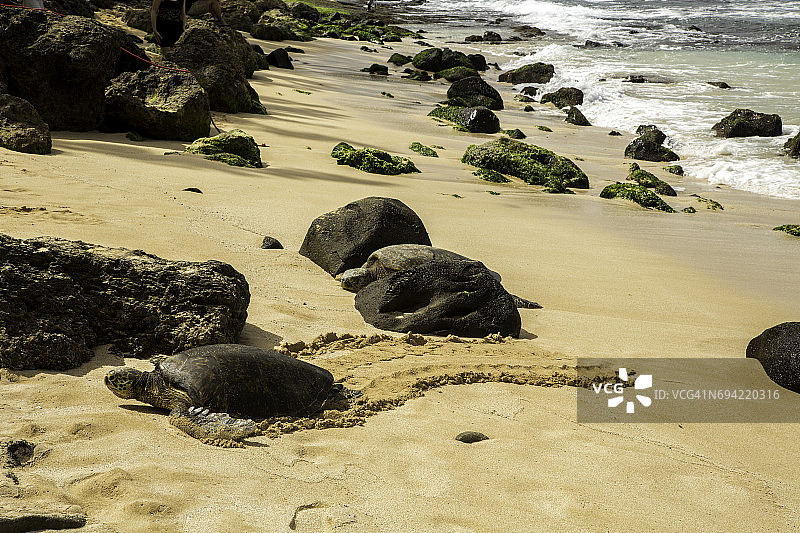绿色海龟上岸产卵，瓦胡岛的北鞋，嗨图片素材