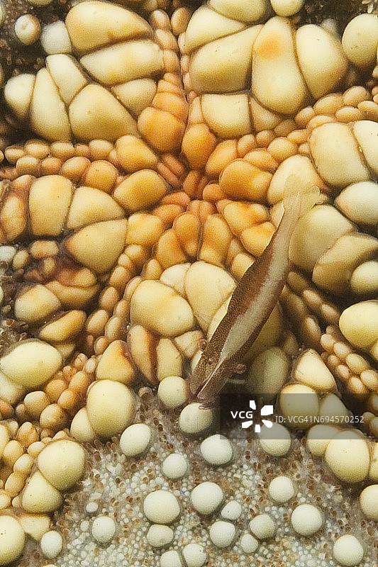 海星虾图片素材