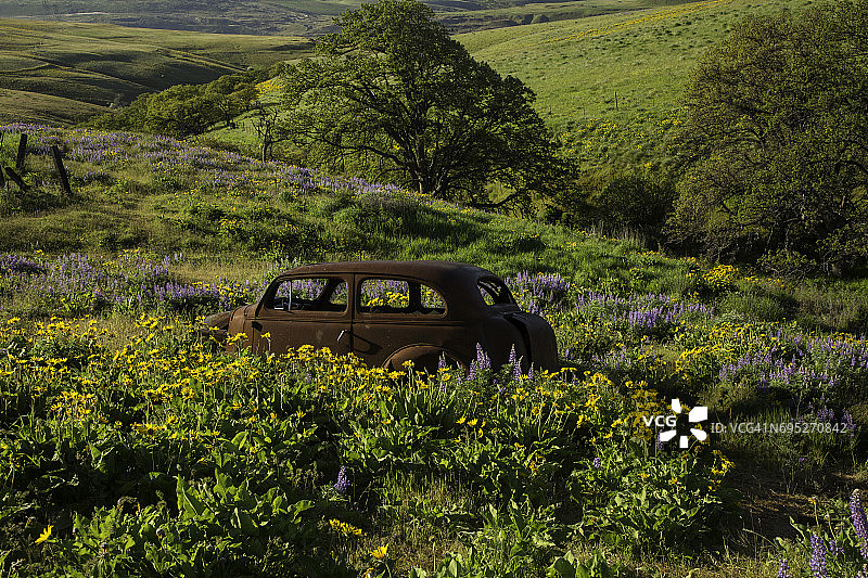 在哥伦比亚山州立公园(Columbia Hills State Park)，一辆废弃的旧车和一片野花盛开的田野，大多是羽扇豆和凤仙花图片素材