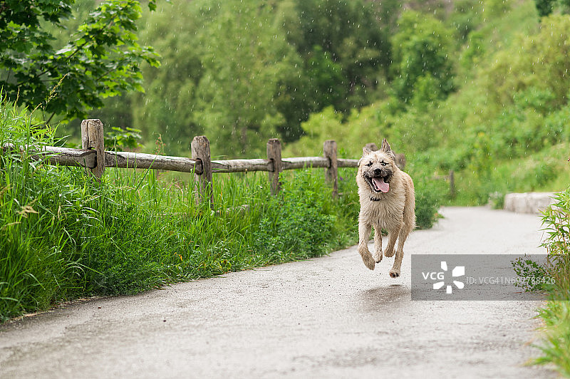 哈士奇和爱尔兰狼犬的混血狗在公园散步时沿着小路跑。年轻的杂种狗脸上洋溢着快乐的表情。图片素材
