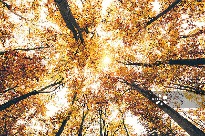 下面的秋天森林图片素材