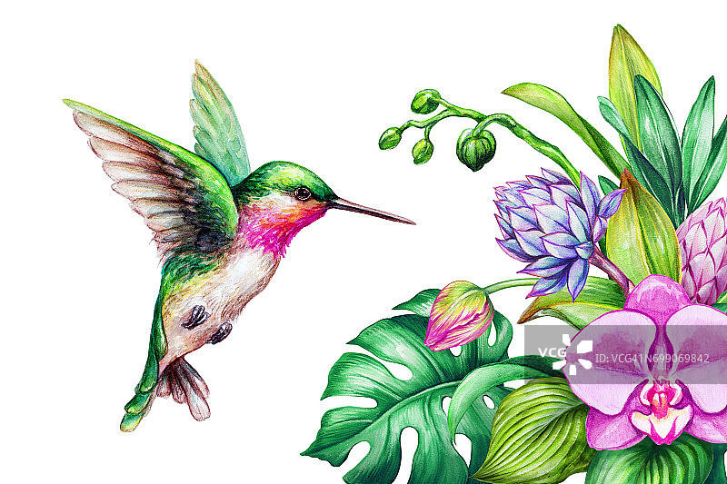 水彩插图，异国情调的自然，飞翔的蜂鸟，热带马蹄莲花，绿色的丛林叶子，孤立的白色背景图片素材