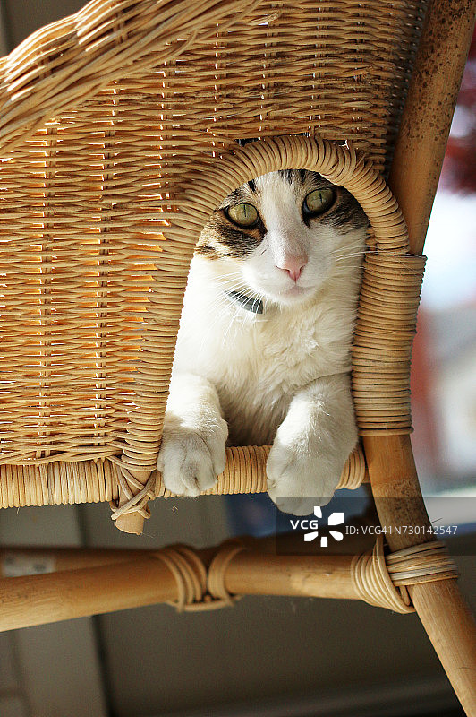 猫坐在一把柳条椅子上图片素材