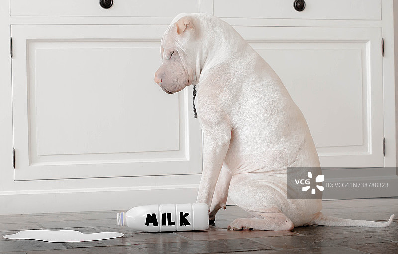 沙皮狗和打翻的牛奶瓶图片素材