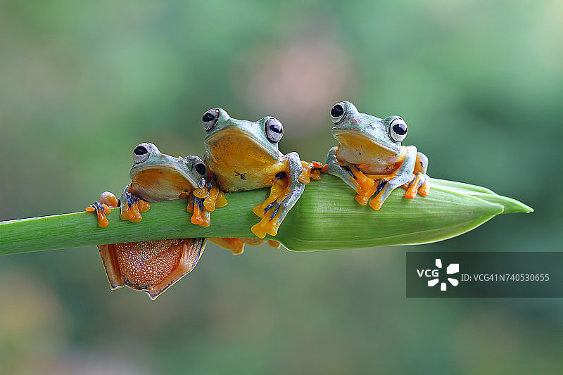 三只飞蛙坐在一棵植物上，印度尼西亚图片素材