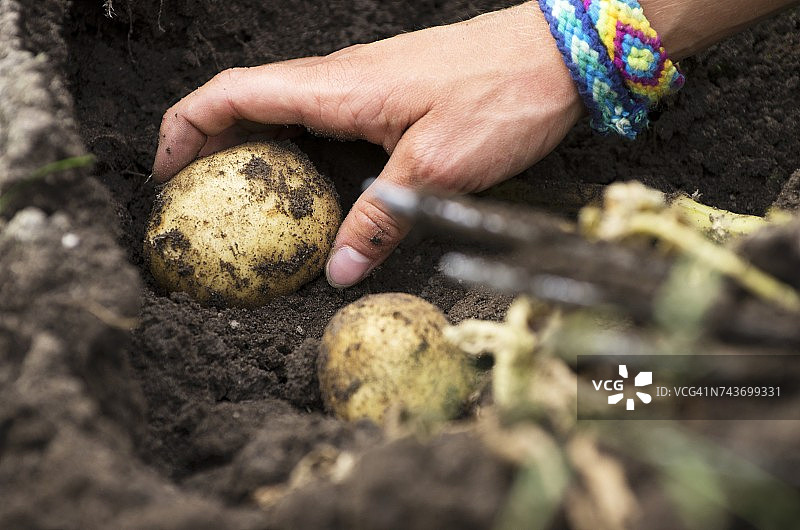 正在收获的土豆(一只手从地里摘土豆)图片素材