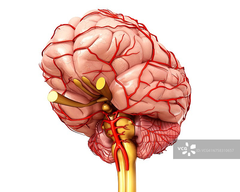 脑动脉和解剖学，插图图片素材