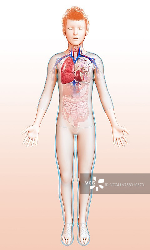 小儿心肺系统，说明图片素材