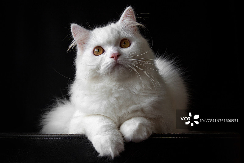 一只白色波斯猫的肖像图片素材