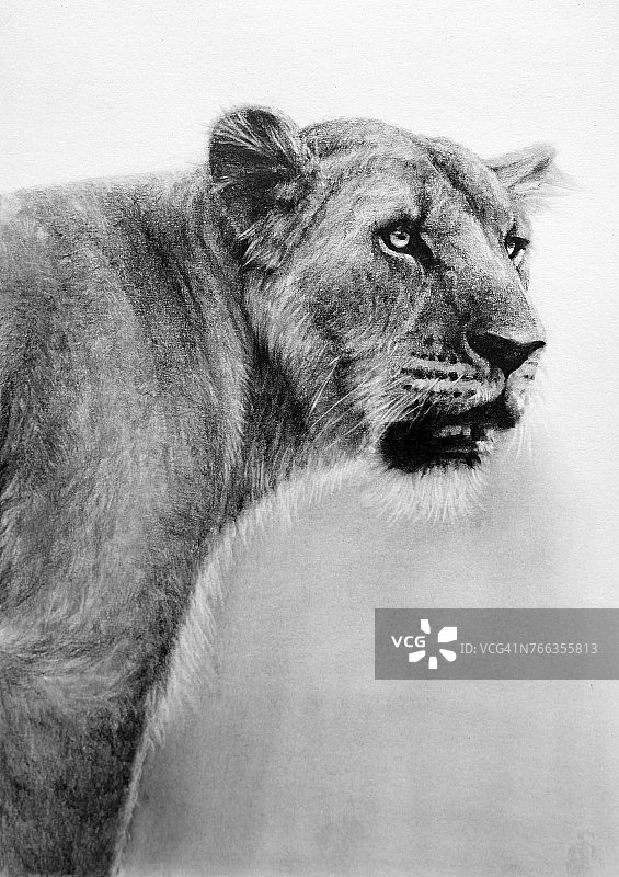 狮子的铅笔画画图片素材