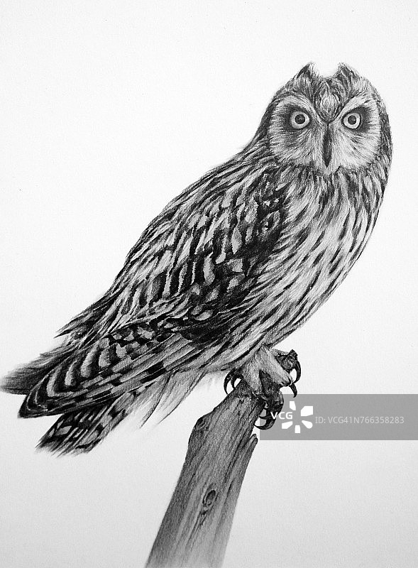 猫头鹰的铅笔画画图片素材