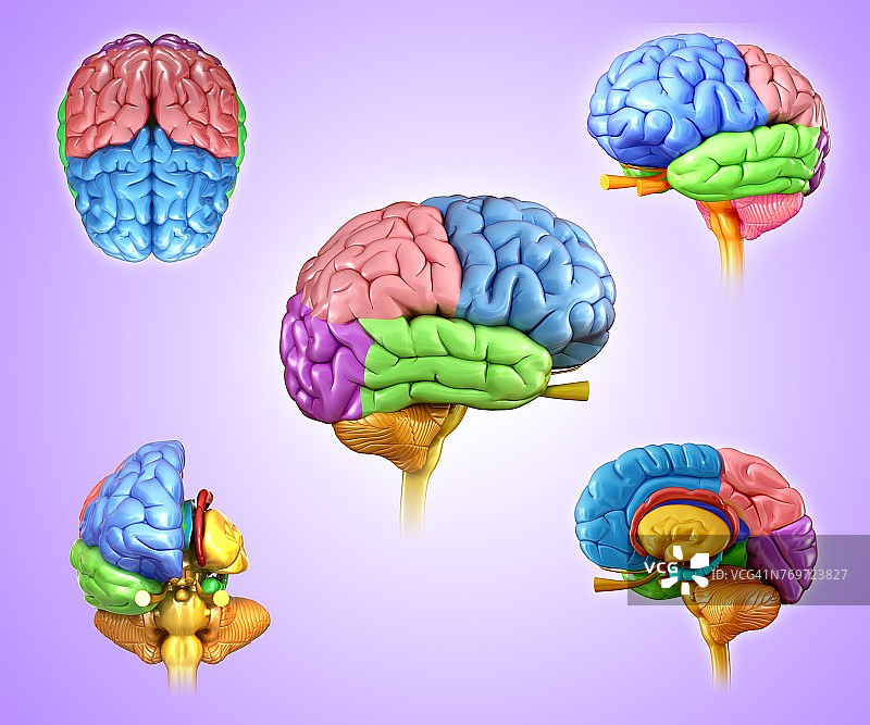 人类大脑区域，说明图片素材