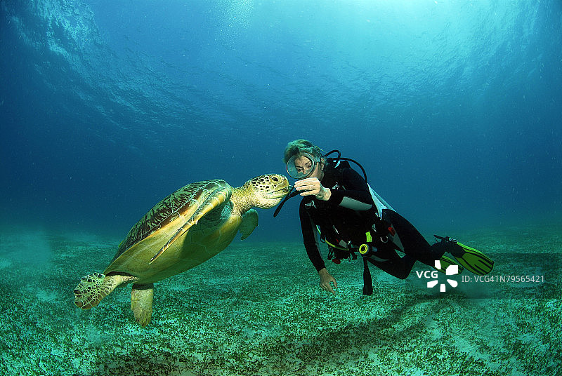 菲律宾，带着绿海龟潜水图片素材