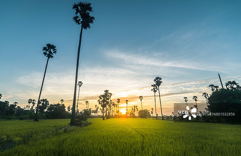 稻田里的水稻，泰国，日落前的背景图片素材