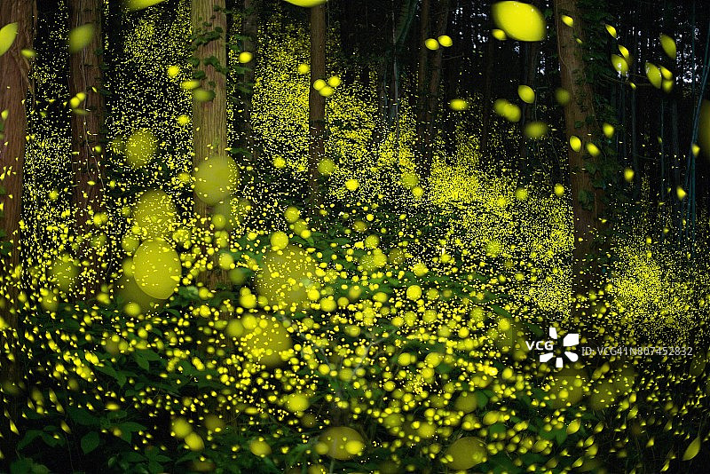 闪电虫给森林带来了一场自然光线秀。图片素材