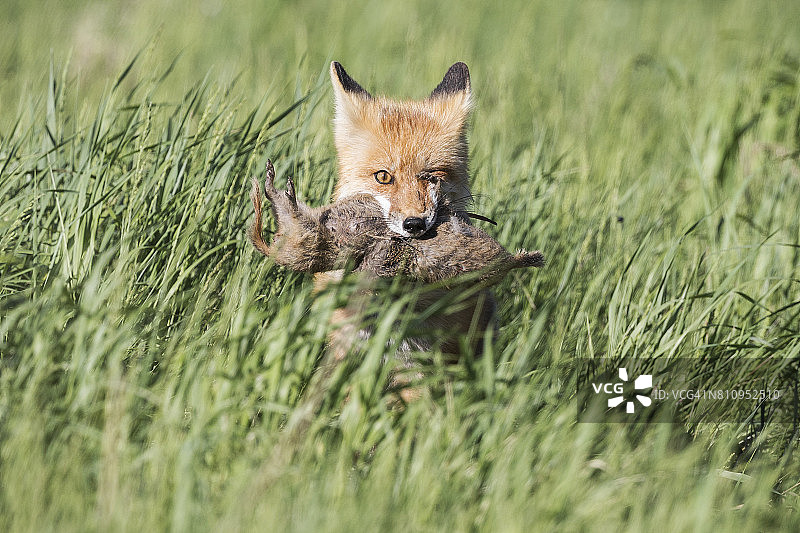 阿尔伯塔草原上的成年红狐图片素材