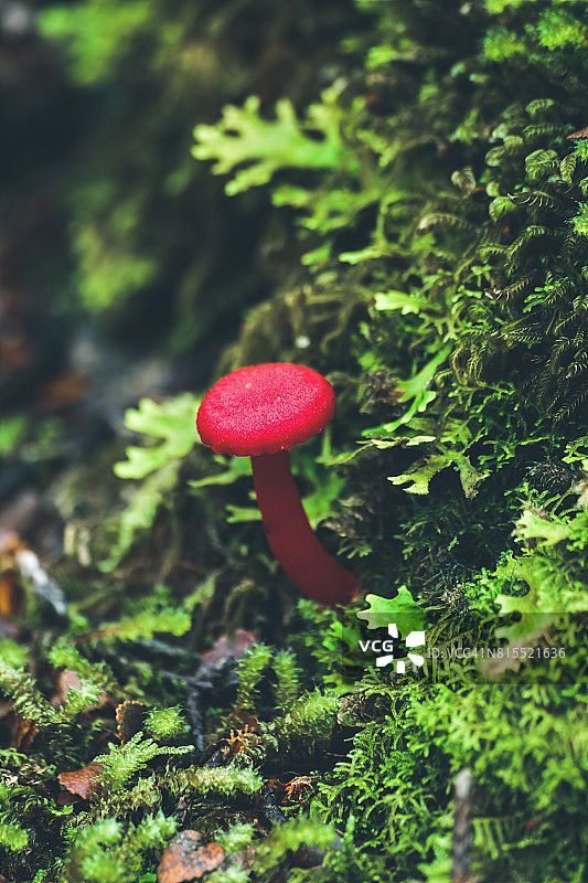 野外的红蘑菇图片素材