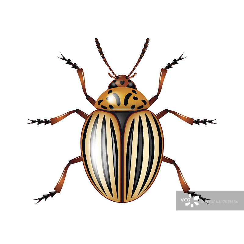 科罗拉多甲虫被隔离在白色载体上图片素材