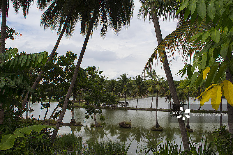 稻田透过绿色的棕榈树。有淡水的热带景观。图片素材