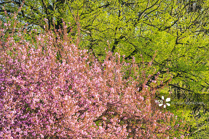 夕阳照亮了纽约中央公园的樱花和新鲜的绿色植物。图片素材