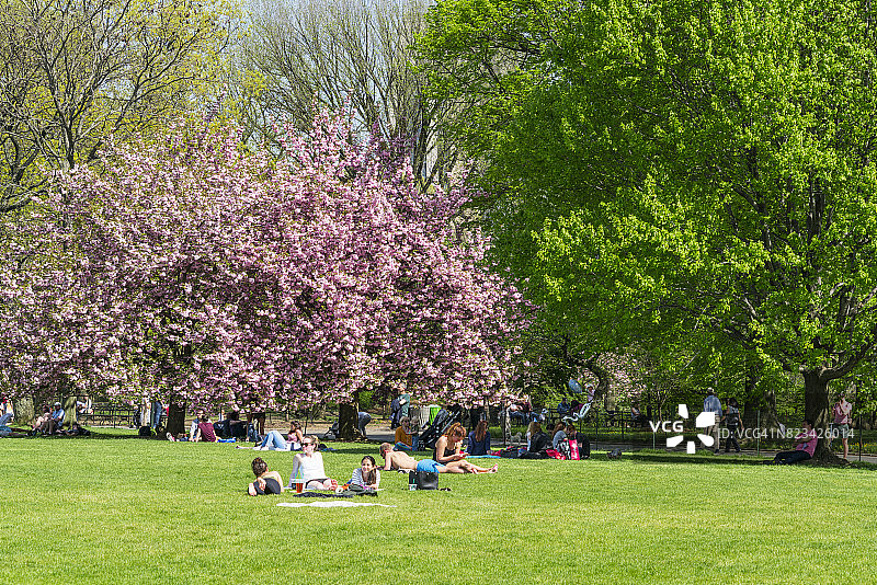 人们在纽约中央公园大草坪的樱花树前放松。图片素材