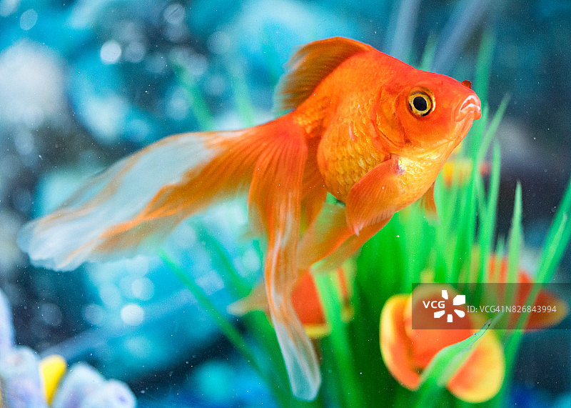 橙色面纱尾金鱼在家庭水族馆宠物。图片素材