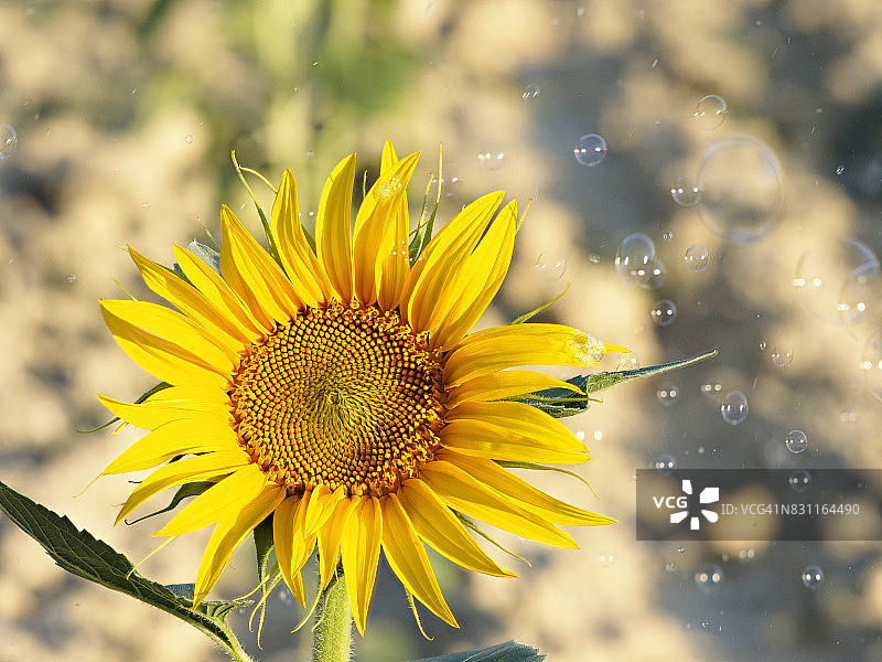 一株向日葵在阳光的照耀下在田野里绽放，四周是肥皂泡漂浮在空中，西班牙图片素材