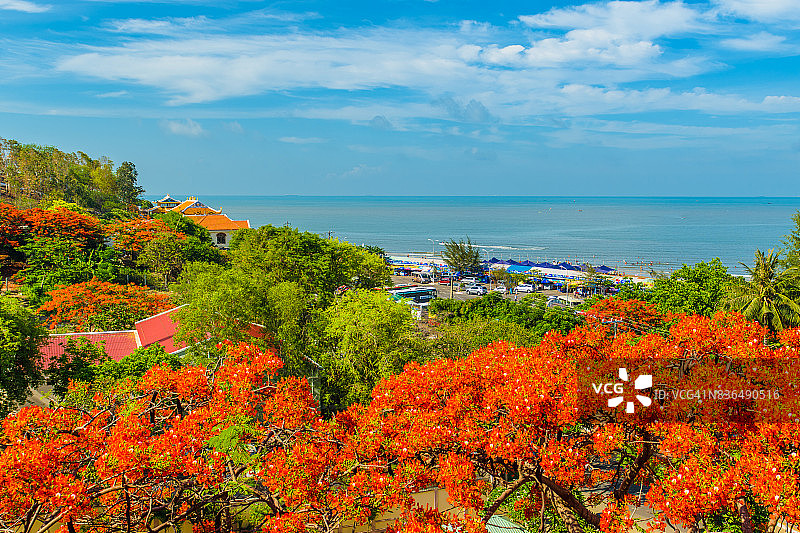 越南的夏天，深蓝色的天空衬托着皇家猩猩红的花朵图片素材