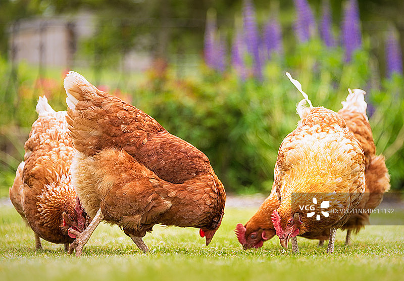 一群觅食的自由放养的母鸡图片素材