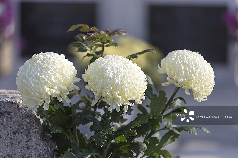 白色的菊花图片素材