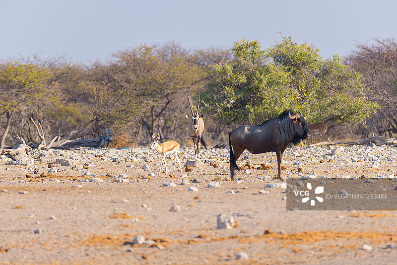 蓝角马在灌木丛中行走。非洲纳米比亚著名的旅游目的地，埃托沙国家公园的野生动物狩猎之旅。图片素材
