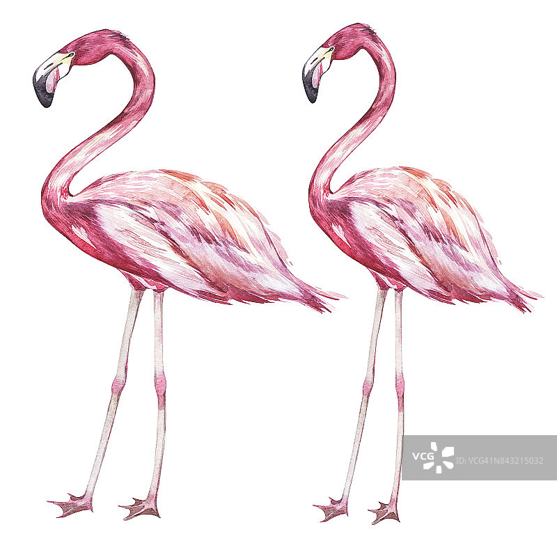 粉红色火烈鸟水彩插图孤立在白色的背景。图片素材