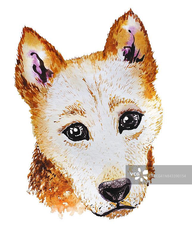 水彩艺术橙色狗肖像孤立在白色的背景。可爱的宠物动物头手绘。小狗。新年的象征，圣诞卡，圣诞的象征。图片素材