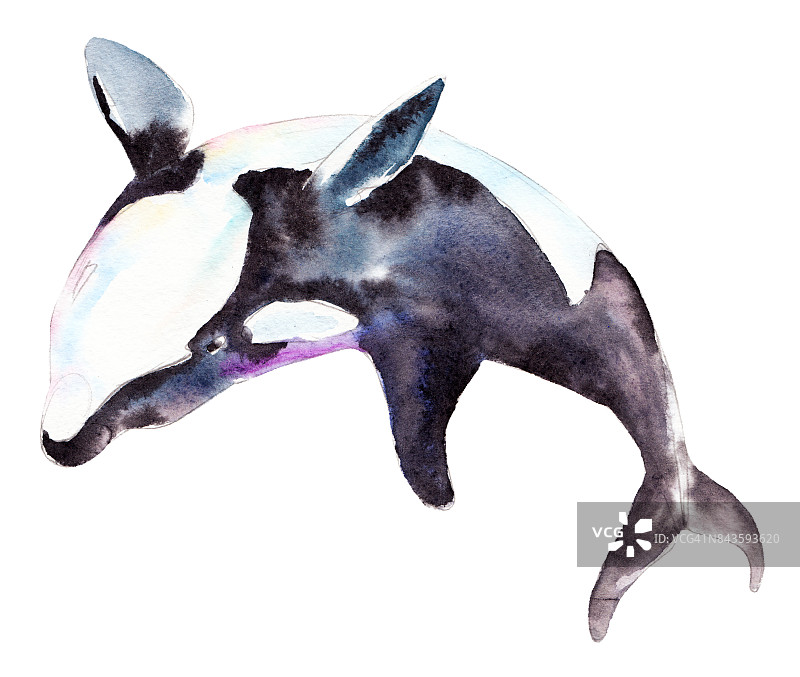 水彩虎鲸，手绘插图孤立的白色背景。图片素材