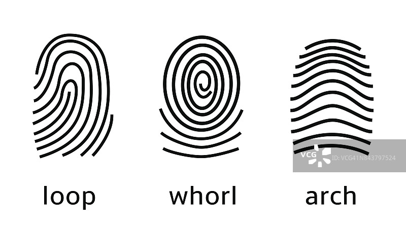 三种指纹类型在白色背景上。环状、螺旋形、拱形图案图片素材