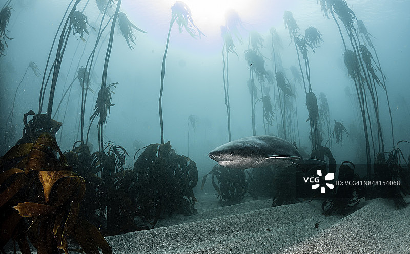 水下的七鳃鲨，或牛鲨，游泳通过海藻森林的福斯湾，就在开普敦外，南非。图片素材