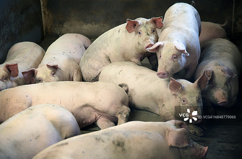 猪。丹麦的传统猪肉生产图片素材