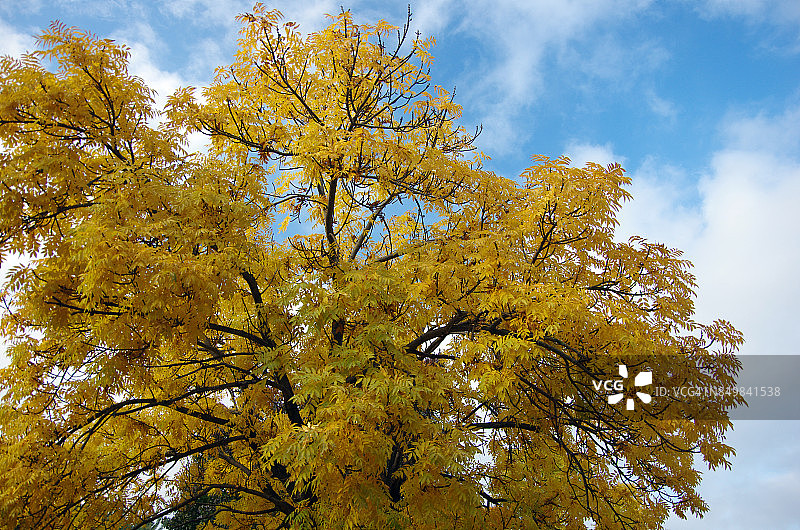在澳大利亚首都地区堪培拉的秋季，蜜槐树的树冠图片素材