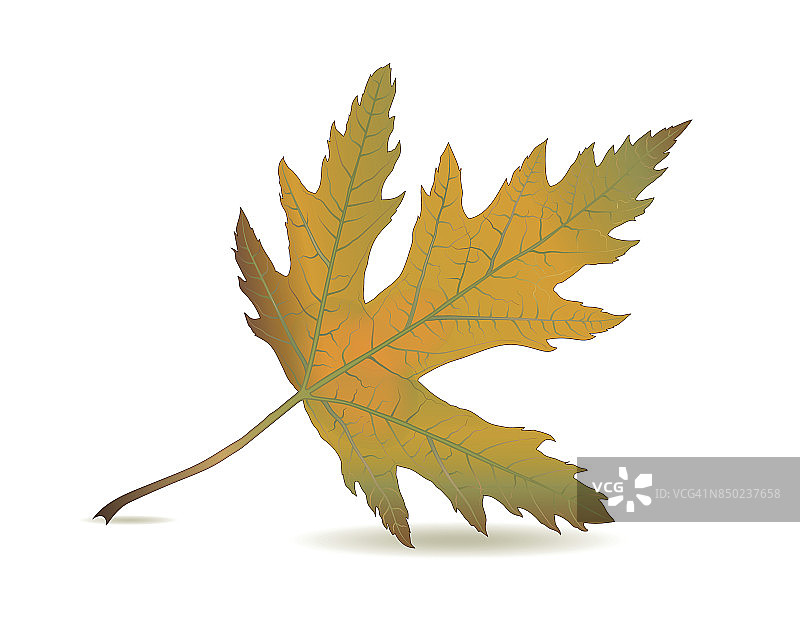 银色的枫叶在秋天的叶子与颜色的秋天树叶图片素材