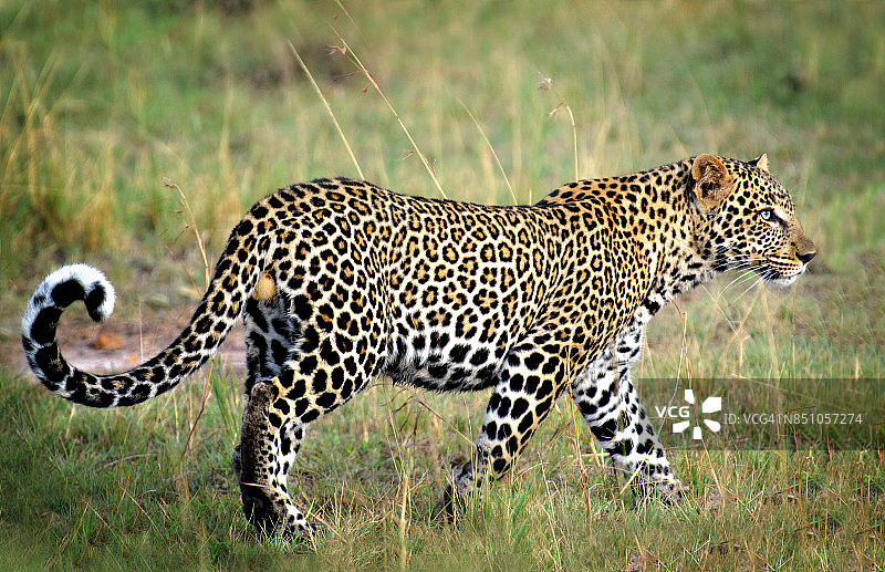 肯尼亚豹的侧面与美丽的眼睛图片素材