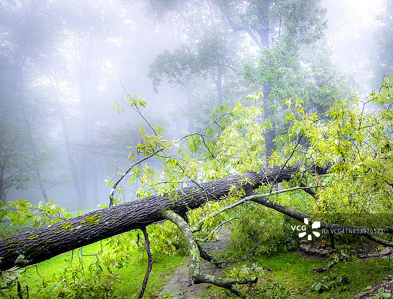 梦幻的倒下的树在暴风雨与雾图片素材