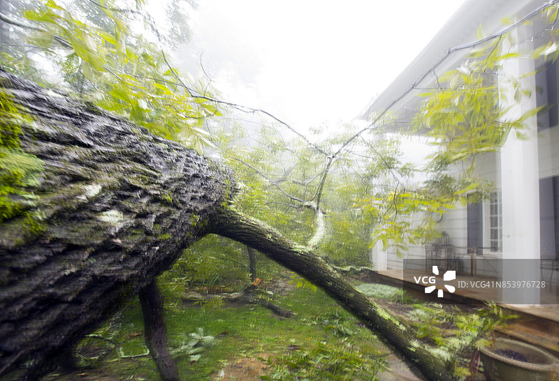 在风暴中倒下的树与雾显示模糊的运动-特写图片素材