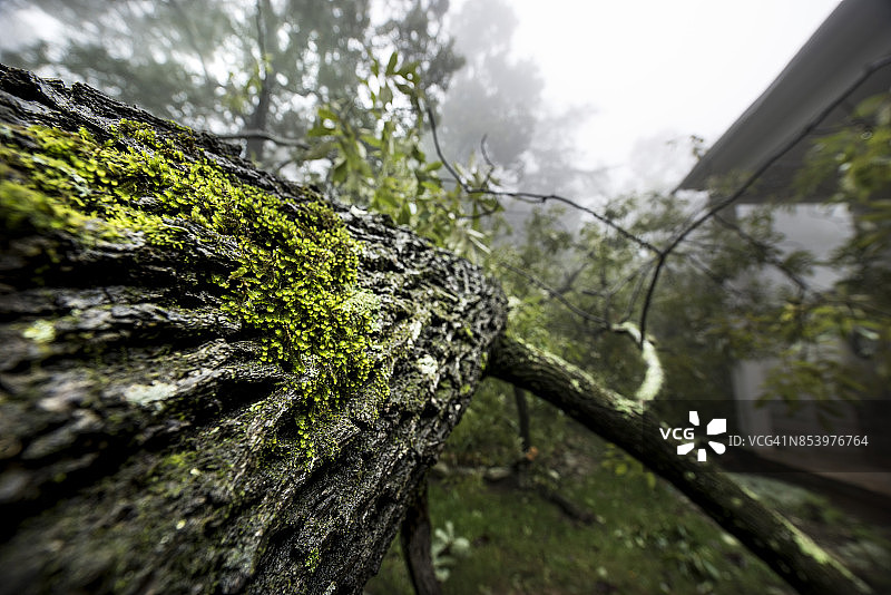 倒下的树在风暴与雾-特写和选择焦点图片素材
