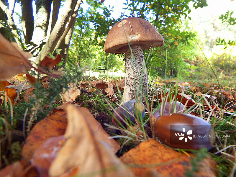 秋天的场景。蘑菇图片素材