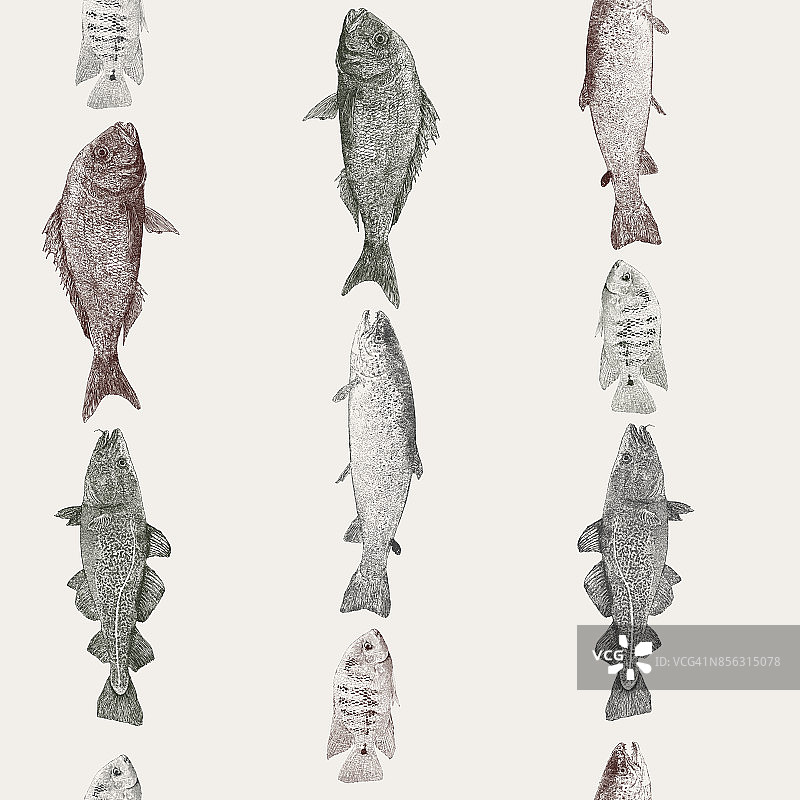 鱼条纹重复图案图片素材