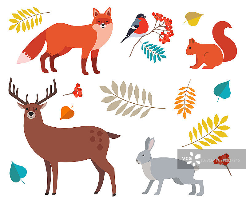 森林动植物组:狐狸，鹿，狼，野兔，松鼠，红腹灰雀在花梨枝和秋叶孤立在白色的背景。图片素材