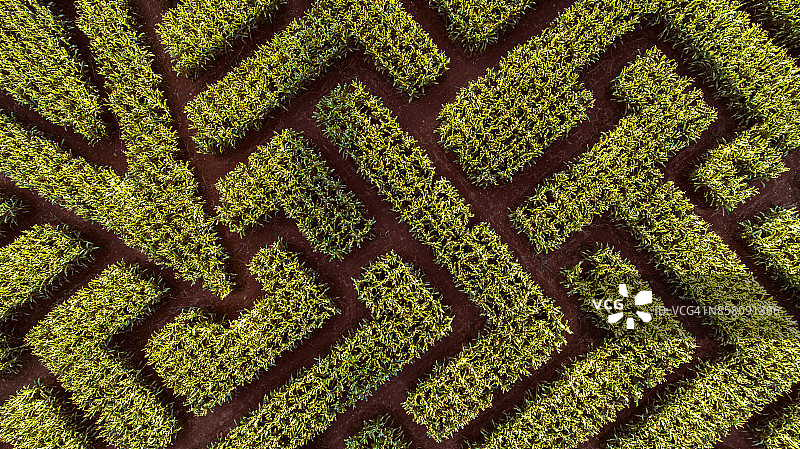 宾夕法尼亚州波科诺斯地区巨大的万圣节玉米迷宫图片素材