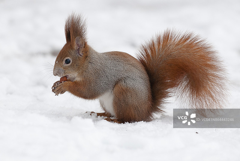 雪中的欧亚红松鼠(山鼠图片素材